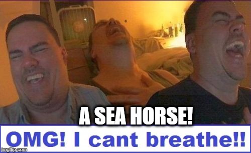 LMAO | A SEA HORSE! | image tagged in lmao | made w/ Imgflip meme maker