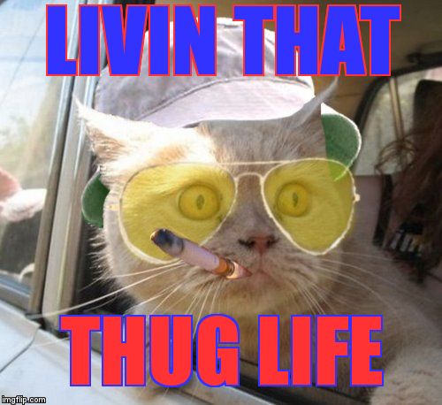 Thug kittie | LIVIN THAT; THUG LIFE | image tagged in memes,fear and loathing cat | made w/ Imgflip meme maker