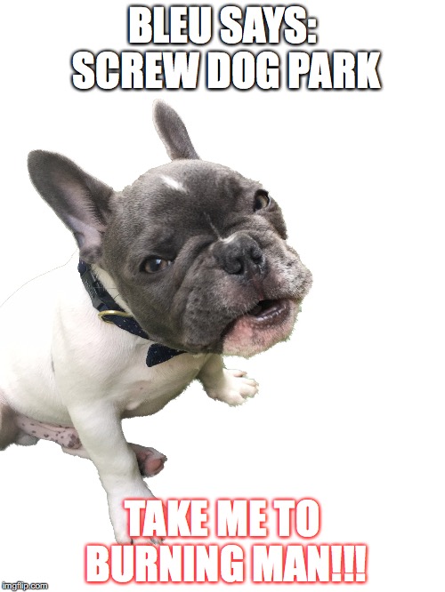 BLEU SAYS: SCREW DOG PARK; TAKE ME TO BURNING MAN!!! | image tagged in bleu screw this | made w/ Imgflip meme maker