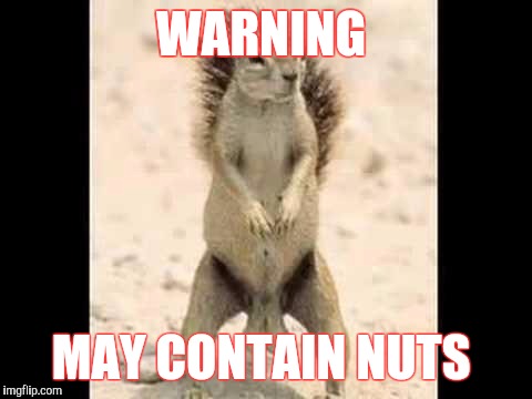 Squirrel nuts | WARNING; MAY CONTAIN NUTS | image tagged in squirrel nuts | made w/ Imgflip meme maker