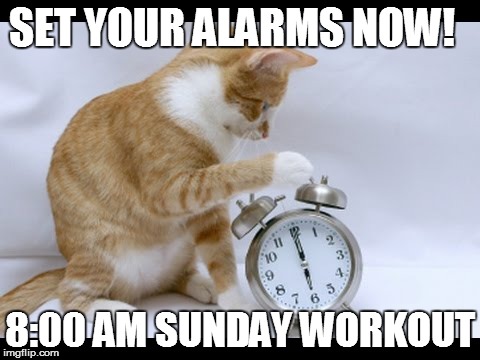 Cat Setting Alarm Clock | SET YOUR ALARMS NOW! 8:00 AM SUNDAY WORKOUT | image tagged in cat setting alarm clock | made w/ Imgflip meme maker