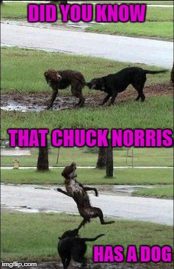 Now we need to find Bruce Lee's cat... | DID YOU KNOW; THAT CHUCK NORRIS; HAS A DOG | image tagged in dog chuck norris,memes,dogs,funny,animals,chuck norris | made w/ Imgflip meme maker
