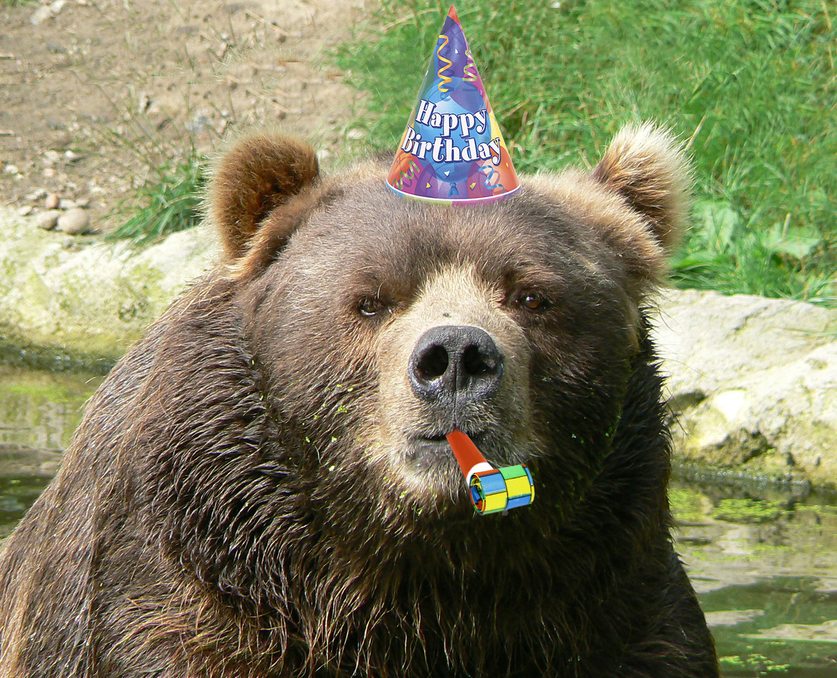 Bday Bear Blank Meme Template