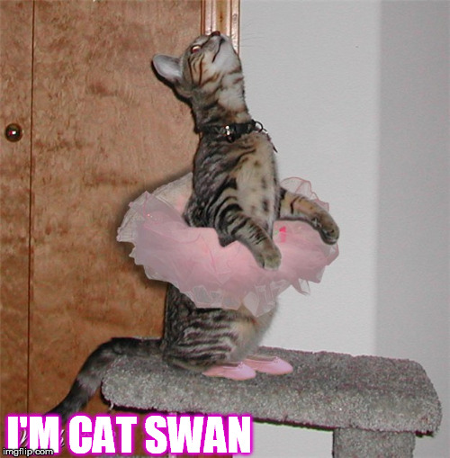 I'M CAT SWAN | made w/ Imgflip meme maker
