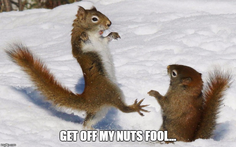 GET OFF MY NUTS FOOL... | image tagged in nuts | made w/ Imgflip meme maker