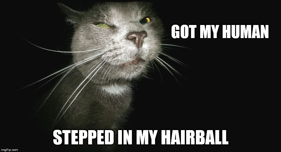 Stalker Cat | GOT MY HUMAN STEPPED IN MY HAIRBALL | image tagged in stalker cat | made w/ Imgflip meme maker