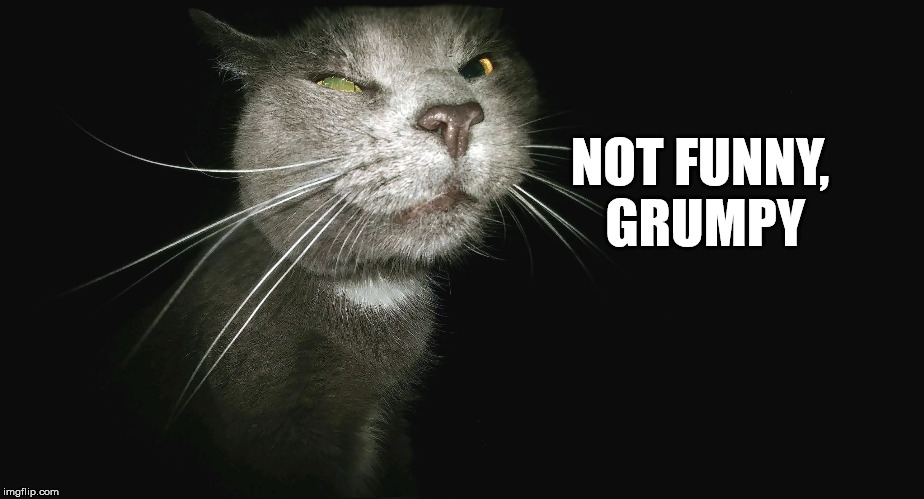 Stalker Cat | NOT FUNNY, GRUMPY | image tagged in stalker cat | made w/ Imgflip meme maker