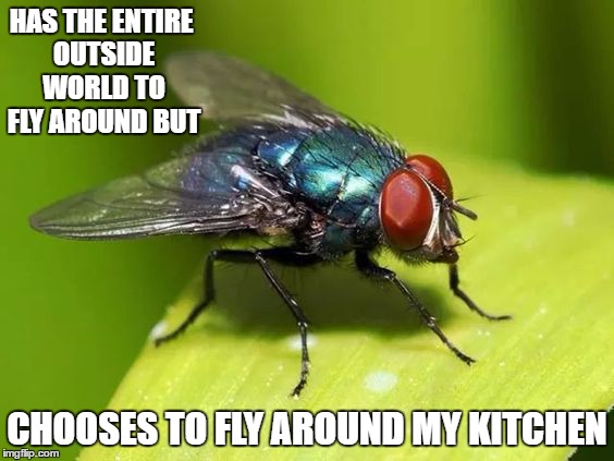 On the upside, their days are numbered with the cold weather setting in. | HAS THE ENTIRE OUTSIDE WORLD TO FLY AROUND BUT; CHOOSES TO FLY AROUND MY KITCHEN | image tagged in pests,annoying | made w/ Imgflip meme maker