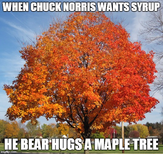Chuck Norris maple tree | WHEN CHUCK NORRIS WANTS SYRUP; HE BEAR HUGS A MAPLE TREE | image tagged in maple tree,memes,chuck norris | made w/ Imgflip meme maker
