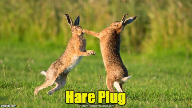 Now not only for men | Hare Plug | image tagged in rabbit,fight | made w/ Imgflip meme maker