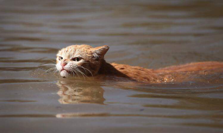 Angry flood cat Blank Meme Template