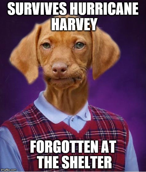 Please help adopt all the forgotten Texas Pets | SURVIVES HURRICANE HARVEY; FORGOTTEN AT THE SHELTER | image tagged in bad luck raydog | made w/ Imgflip meme maker