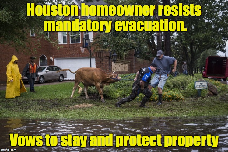 Some just refuse to moooooove | Houston homeowner resists mandatory evacuation. Vows to stay and protect property | image tagged in hurricane harvey,steer,evacuation | made w/ Imgflip meme maker
