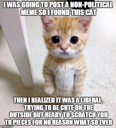 Cute Cat | I WAS GOING TO POST A NON-POLITICAL MEME SO I FOUND THIS CAT; THEN I REALIZED IT WAS A LIBERAL, TRYING TO BE CUTE ON THE OUTSIDE BUT READY TO SCRATCH YOU TO PIECES FOR NO REASON WHAT SO EVER | image tagged in memes,cute cat | made w/ Imgflip meme maker