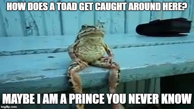 toad | HOW DOES A TOAD GET CAUGHT AROUND HERE? MAYBE I AM A PRINCE YOU NEVER KNOW | image tagged in toad | made w/ Imgflip meme maker