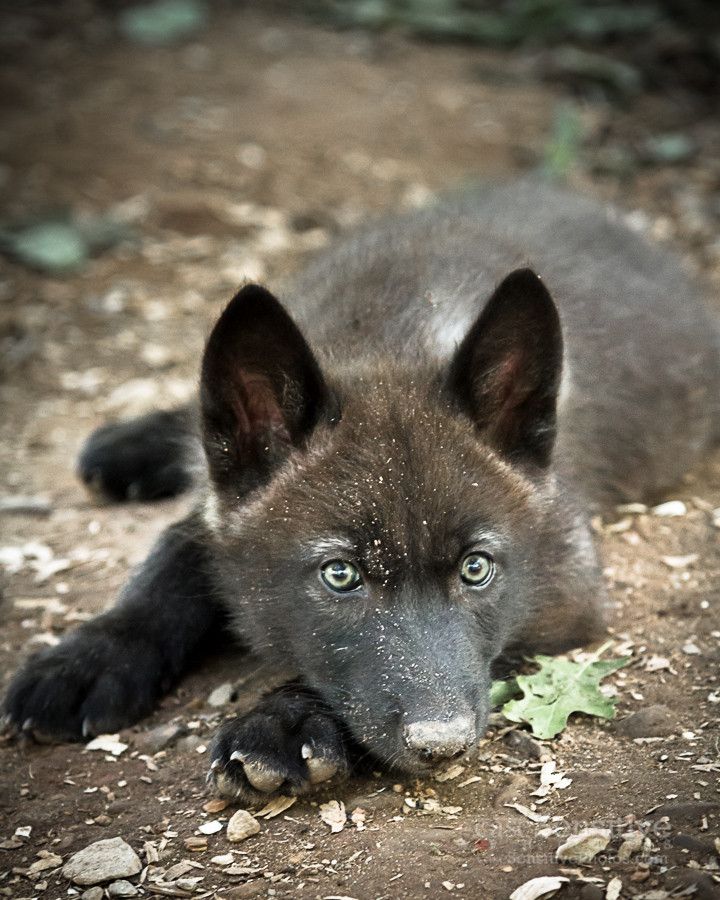 blackwolfpup Blank Meme Template