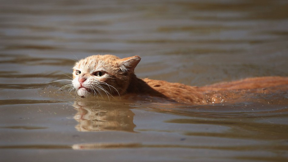 Pissed Off Cat Blank Meme Template