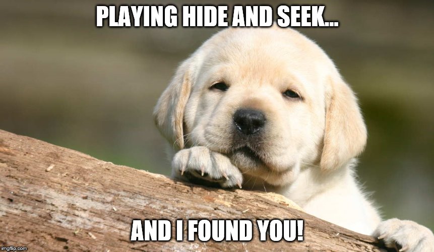 I found you dog | PLAYING HIDE AND SEEK... AND I FOUND YOU! | image tagged in dog | made w/ Imgflip meme maker