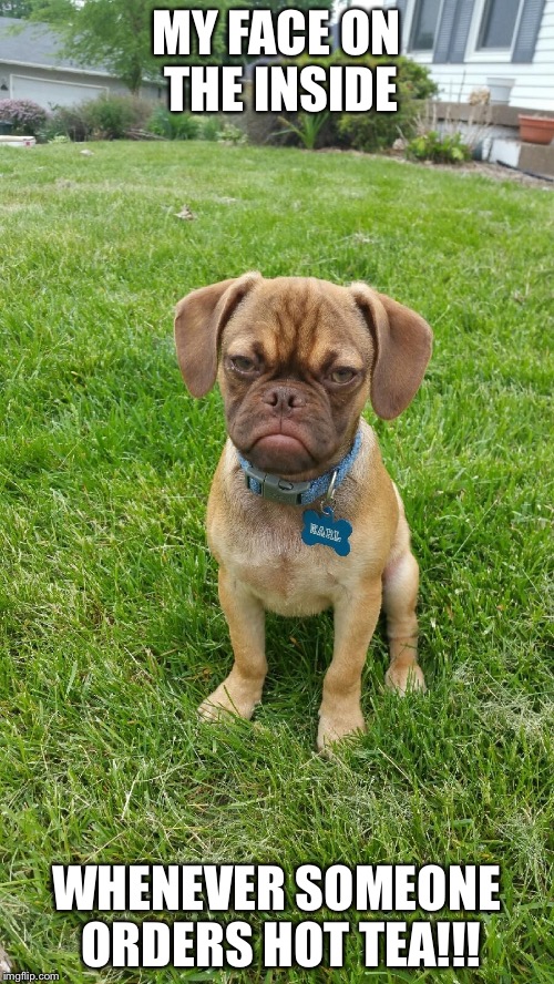 Earl the Grumpy Puggle | MY FACE ON THE INSIDE; WHENEVER SOMEONE ORDERS HOT TEA!!! | image tagged in earl the grumpy puggle | made w/ Imgflip meme maker