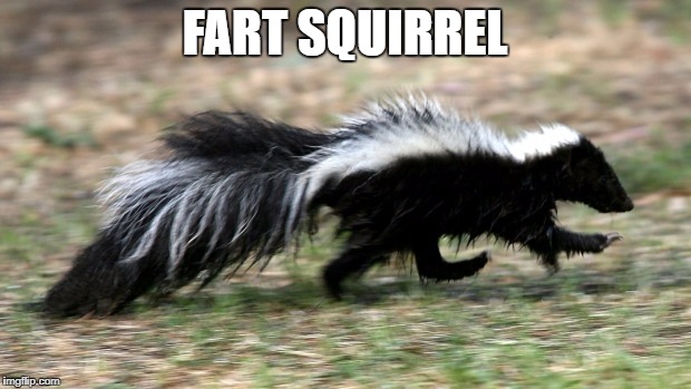 skunk | FART SQUIRREL | image tagged in skunk | made w/ Imgflip meme maker