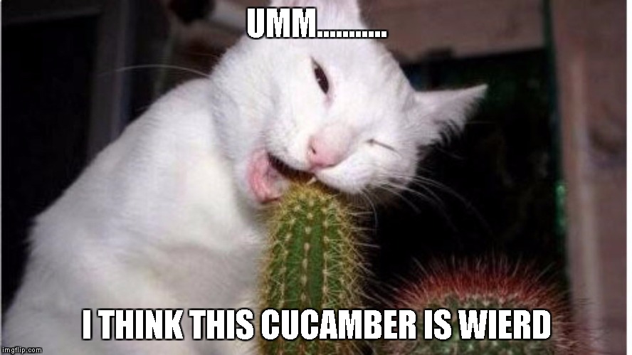 UMM........... I THINK THIS CUCAMBER IS WIERD | image tagged in cat-tus | made w/ Imgflip meme maker