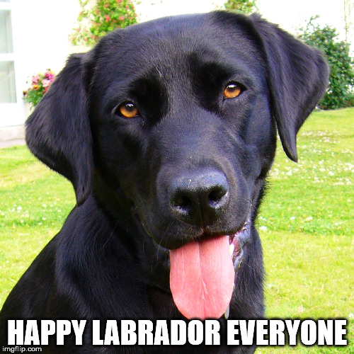 HAPPY LABRADOR EVERYONE | image tagged in labrador,bad pun,dog,dad joke dog | made w/ Imgflip meme maker