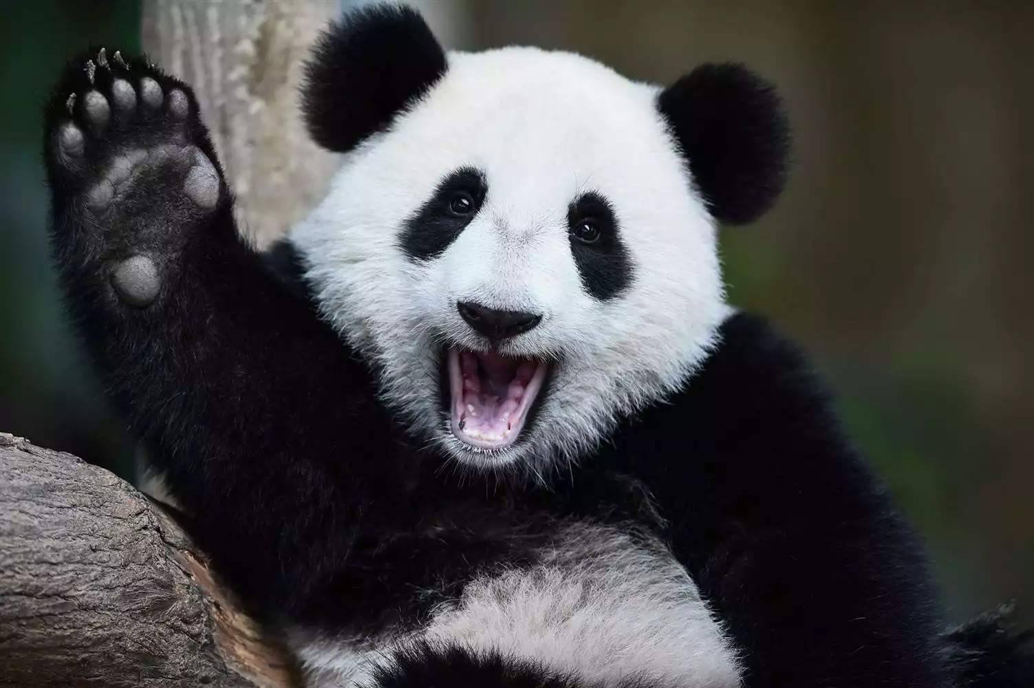 High Quality Panda Blank Meme Template