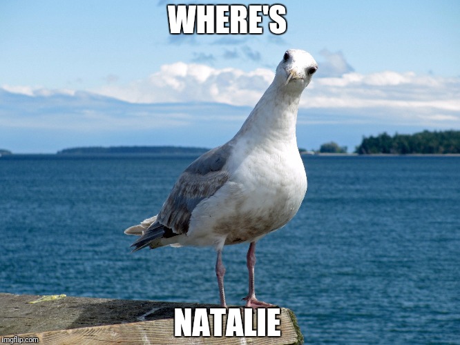 seagull | WHERE'S; NATALIE | image tagged in seagull | made w/ Imgflip meme maker
