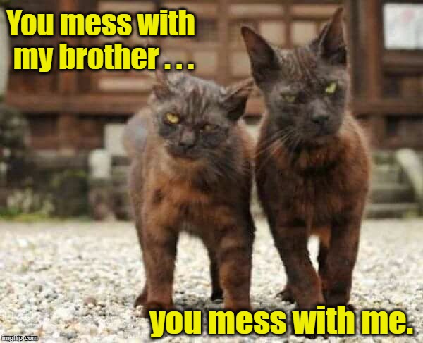 Street Cats:  I Got Your Back | You mess with my brother . . . you mess with me. | image tagged in cats,tough cats | made w/ Imgflip meme maker