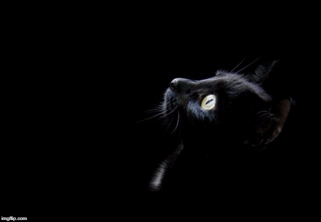 Gato en la obscuridad | image tagged in melancolia,hermoso | made w/ Imgflip meme maker