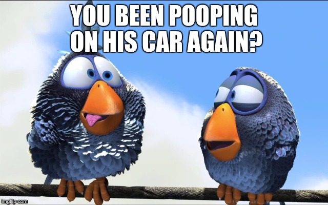 Blue Birds | YOU BEEN POOPING ON HIS CAR AGAIN? | image tagged in blue birds | made w/ Imgflip meme maker