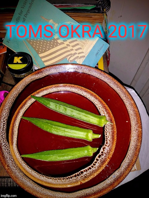 TOMS OKRA 2017 | image tagged in toms garden 2017 | made w/ Imgflip meme maker