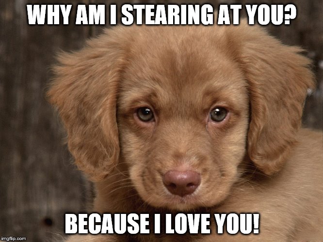 Loving dog | WHY AM I STEARING AT YOU? BECAUSE I LOVE YOU! | image tagged in dog | made w/ Imgflip meme maker