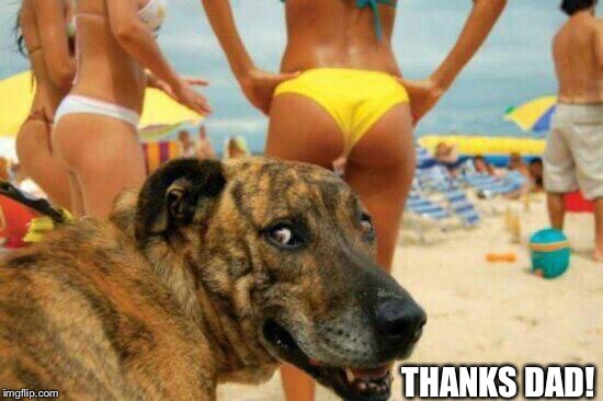 soon meme -dog bikini | THANKS DAD! | image tagged in soon meme -dog bikini | made w/ Imgflip meme maker