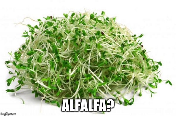 ALFALFA? | made w/ Imgflip meme maker