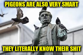 PIGEONS ARE ALSO VERY SMART THEY LITERALLY KNOW THEIR SHIT | made w/ Imgflip meme maker
