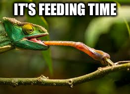 IT'S FEEDING TIME | made w/ Imgflip meme maker