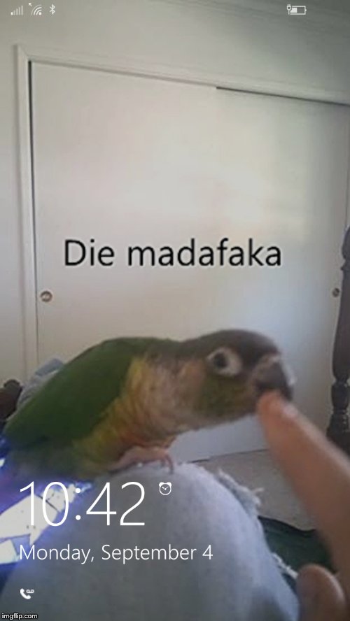 When someone says "Lock screens should be something meaningful to you, like your pet or family" 
Me: | image tagged in conure,tiki | made w/ Imgflip meme maker