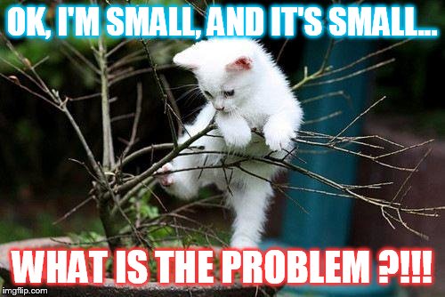 Why Can't I Do This? | OK, I'M SMALL, AND IT'S SMALL... WHAT IS THE PROBLEM ?!!! | image tagged in memes,funny cat memes,cat memes,why cant i,do,this | made w/ Imgflip meme maker