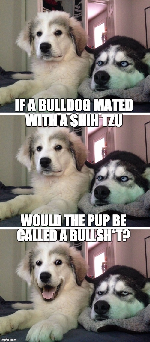 Bad pun dogs | IF A BULLDOG MATED WITH A SHIH TZU; WOULD THE PUP BE CALLED A BULLSH*T? | image tagged in bad pun dogs | made w/ Imgflip meme maker