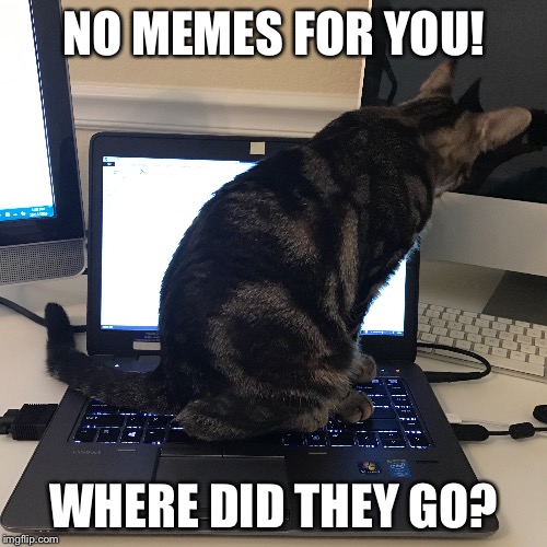Keyboard nazi | NO MEMES FOR YOU! WHERE DID THEY GO? | image tagged in kitten,memes | made w/ Imgflip meme maker