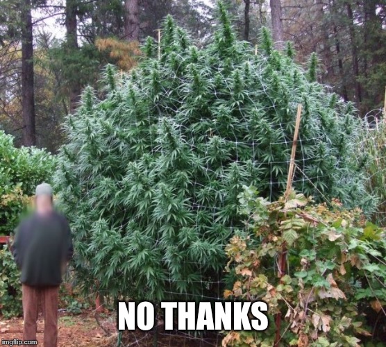 NO THANKS | image tagged in big weed plant | made w/ Imgflip meme maker