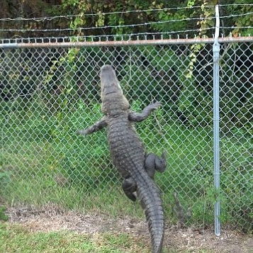 Gator Fence Blank Meme Template