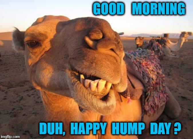 Camel smile | GOOD   MORNING; DUH,  HAPPY  HUMP  DAY ? | image tagged in camel smile | made w/ Imgflip meme maker