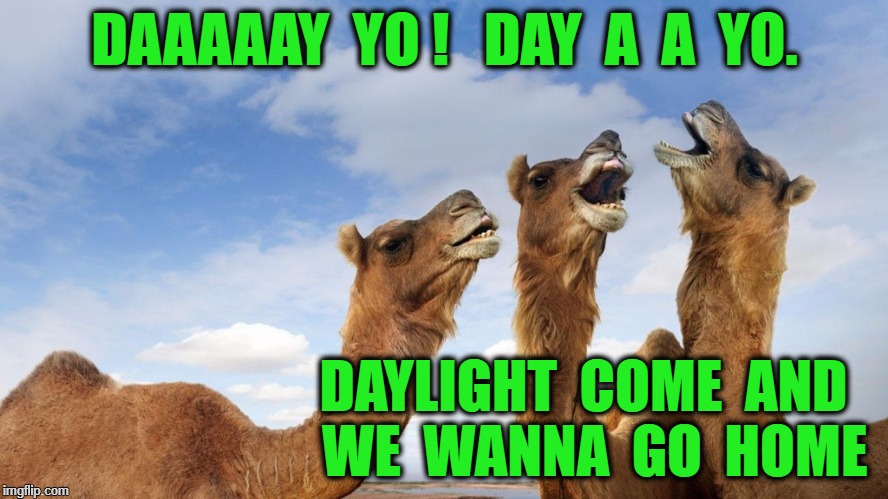 Laughing camels | DAAAAAY  YO !   DAY  A  A  YO. DAYLIGHT  COME  AND  WE  WANNA  GO  HOME | image tagged in laughing camels | made w/ Imgflip meme maker