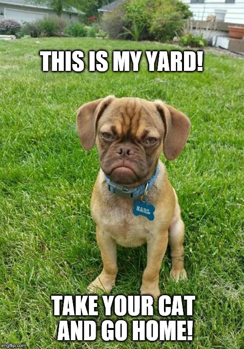 My Yard! | THIS IS MY YARD! TAKE YOUR CAT AND GO HOME! | image tagged in dog memes,funny animals | made w/ Imgflip meme maker