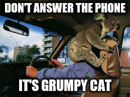 DON'T ANSWER THE PHONE IT'S GRUMPY CAT | made w/ Imgflip meme maker