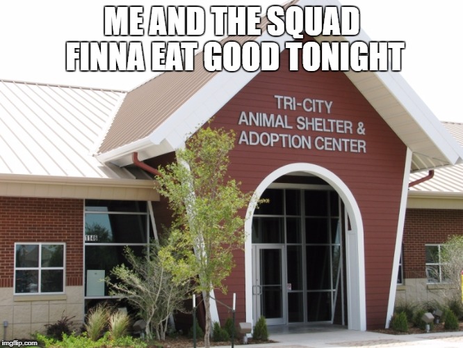 ME AND THE SQUAD FINNA EAT GOOD TONIGHT | image tagged in dogs,cats,funny animals | made w/ Imgflip meme maker