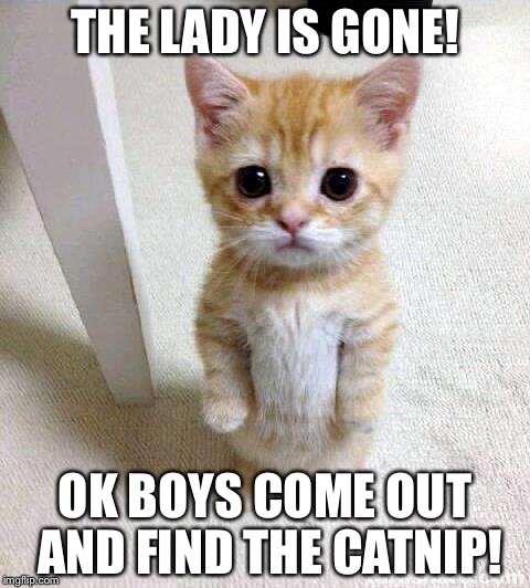 Cute Cat Meme | THE LADY IS GONE! OK BOYS COME OUT AND FIND THE CATNIP! | image tagged in memes,cute cat | made w/ Imgflip meme maker