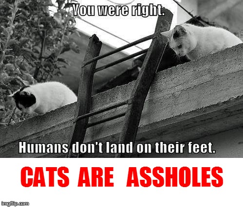 So what else is new? | CATS  ARE   ASSHOLES | image tagged in funny | made w/ Imgflip meme maker